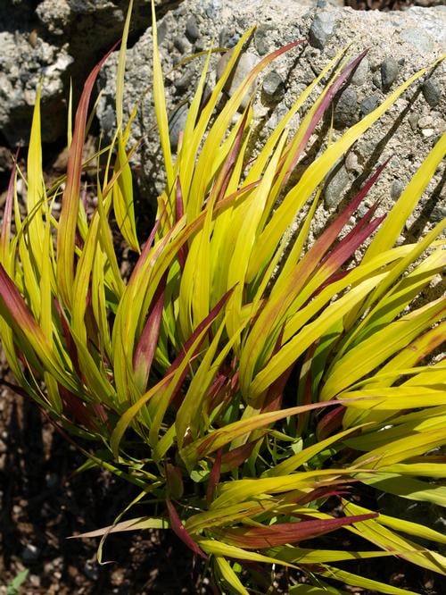 Picture of Hakonechloa macra Sunflare ('HABsf1007')