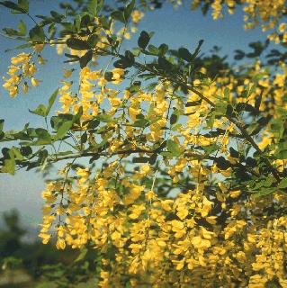 Picture of Laburnum anagyroides