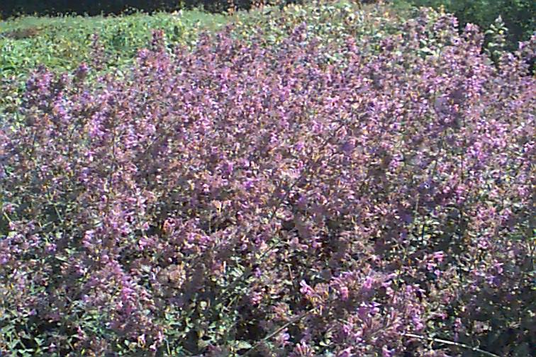 Picture of Nepeta 'Walker's Low'