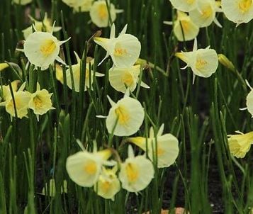 Picture of Narcissus bulbocodium 'Spoirot'