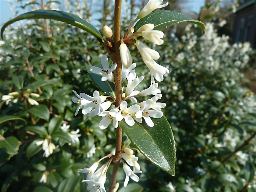 Picture of Osmanthus burkwoodii