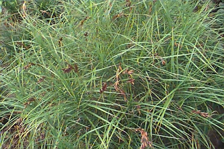 Picture of Carex muskingumensis