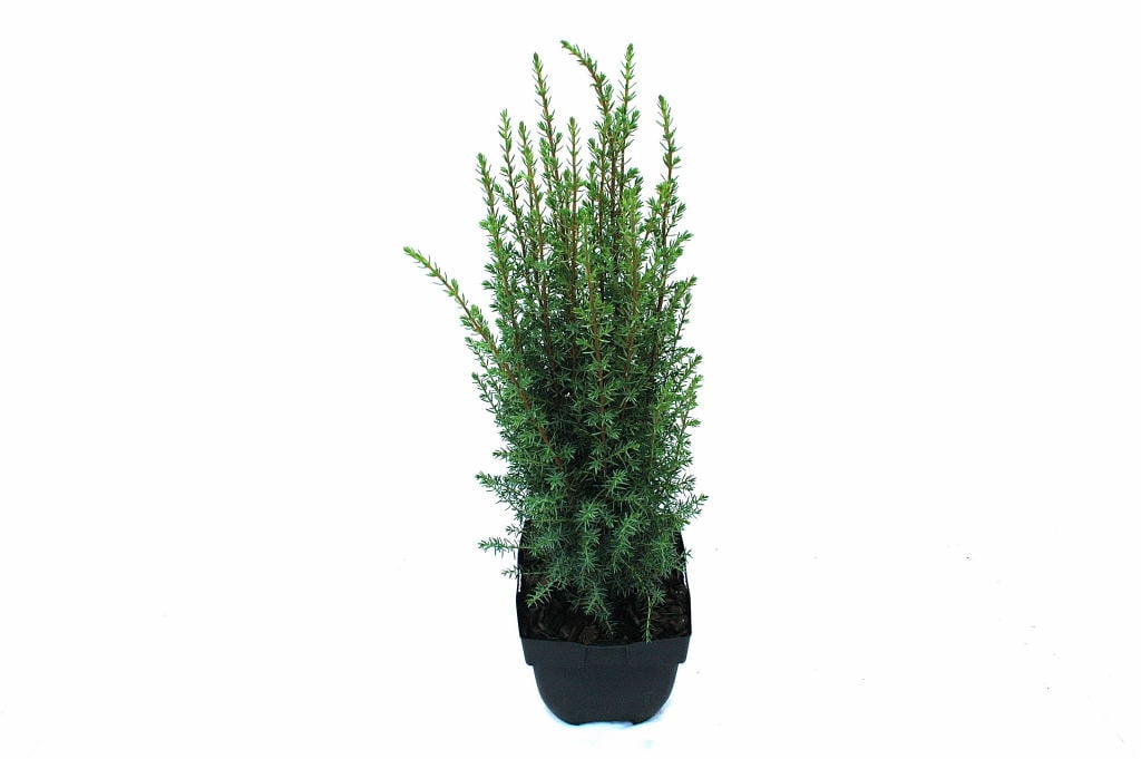 Picture of Juniperus comm. 'Arnold'