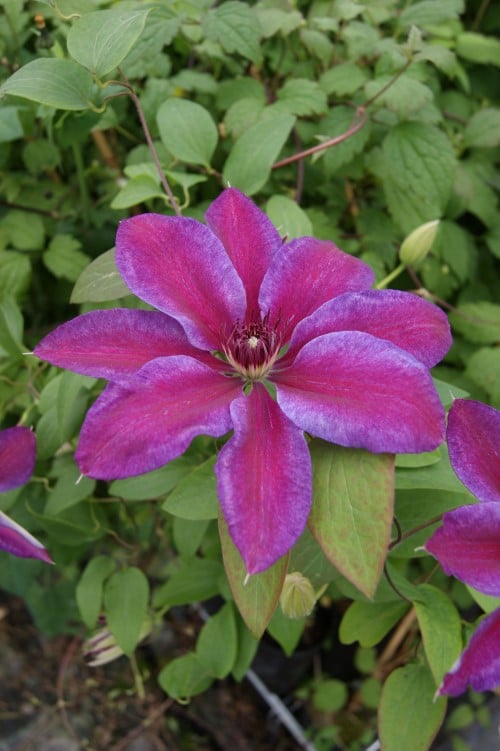 Picture of Clematis 'Akaishi'