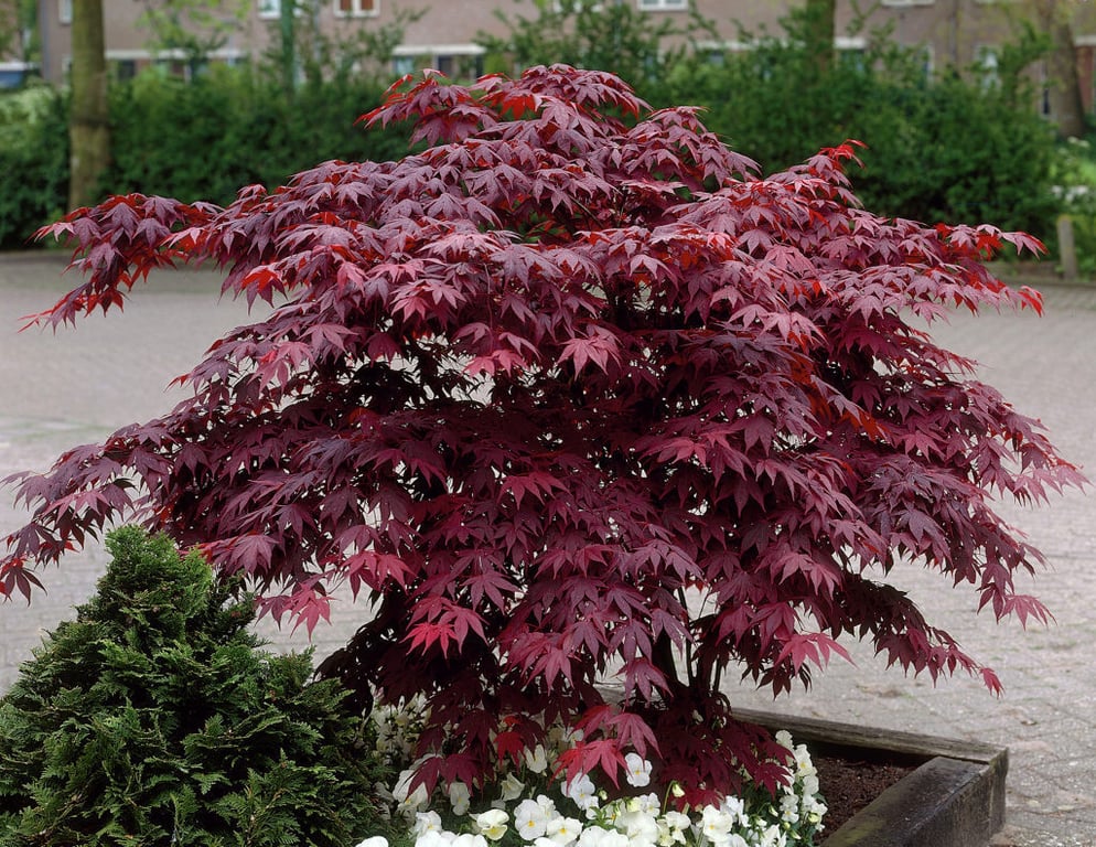 Picture of Acer pal. 'Bloodgood'