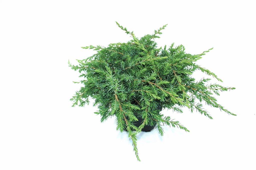 Picture of Juniperus conferta 'Schlager'