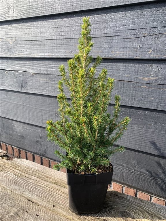 Picture of Picea glauca 'Conica'