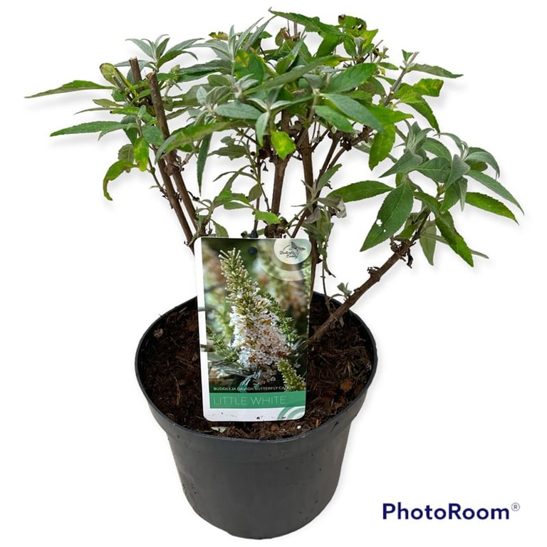 Picture of Buddleja d. B. Candy Little White