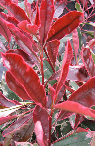 Picture of Photinia fraseri Pink Marble ('Cassini' ®)