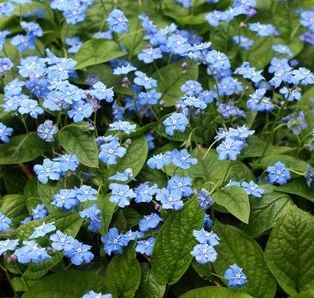 Picture of Omphalodes verna