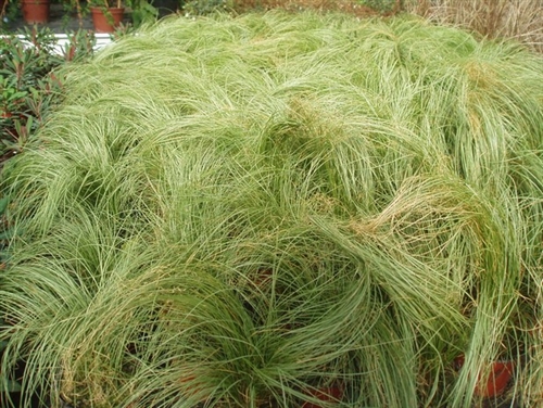 Picture of Carex comans 'Frosted Curls'