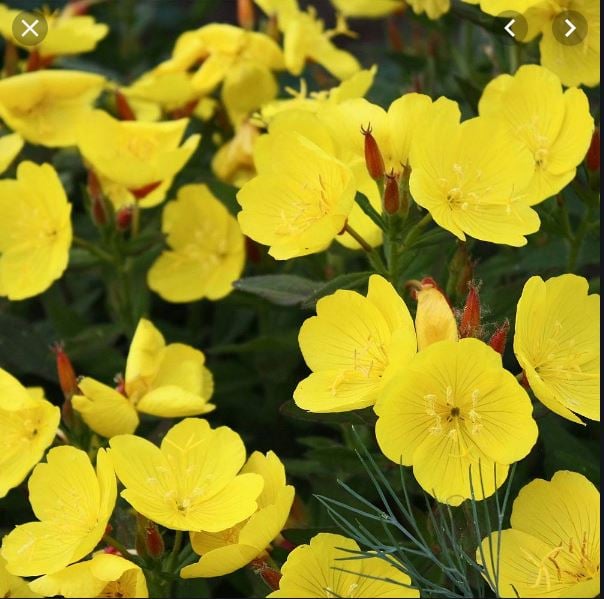 Picture of Oenothera 'African Sun' ®