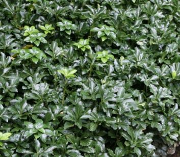 Picture of Pachysandra term. 'Green Sheen'