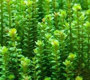 Picture of Rotala indica