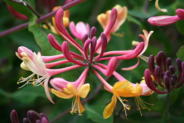 Picture of Lonicera heckr. 'American Beauty'