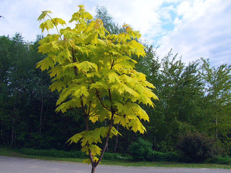 Picture of Acer plat. 'Drummondii'