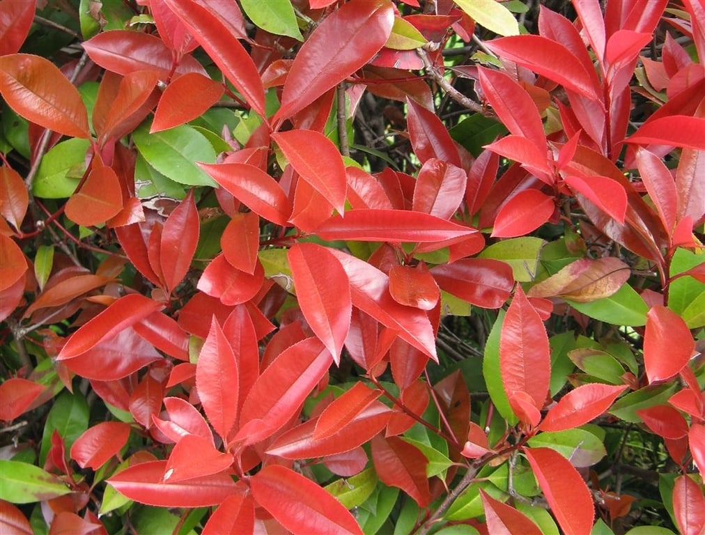 Picture of Photinia fraseri 'Red Robin'