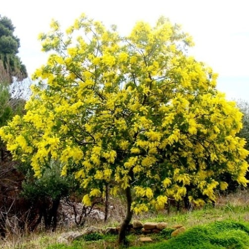 Picture of Acacia dealbata