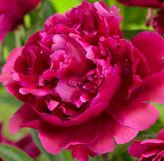 Picture of Paeonia (LD) 'Karl Rosenfield'