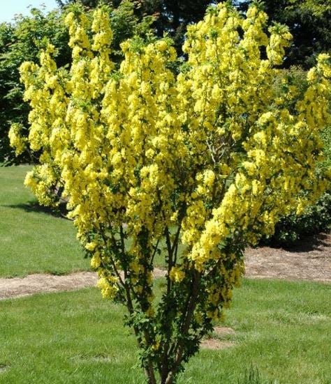 Picture of Laburnum anagyroides 'Sunspire'