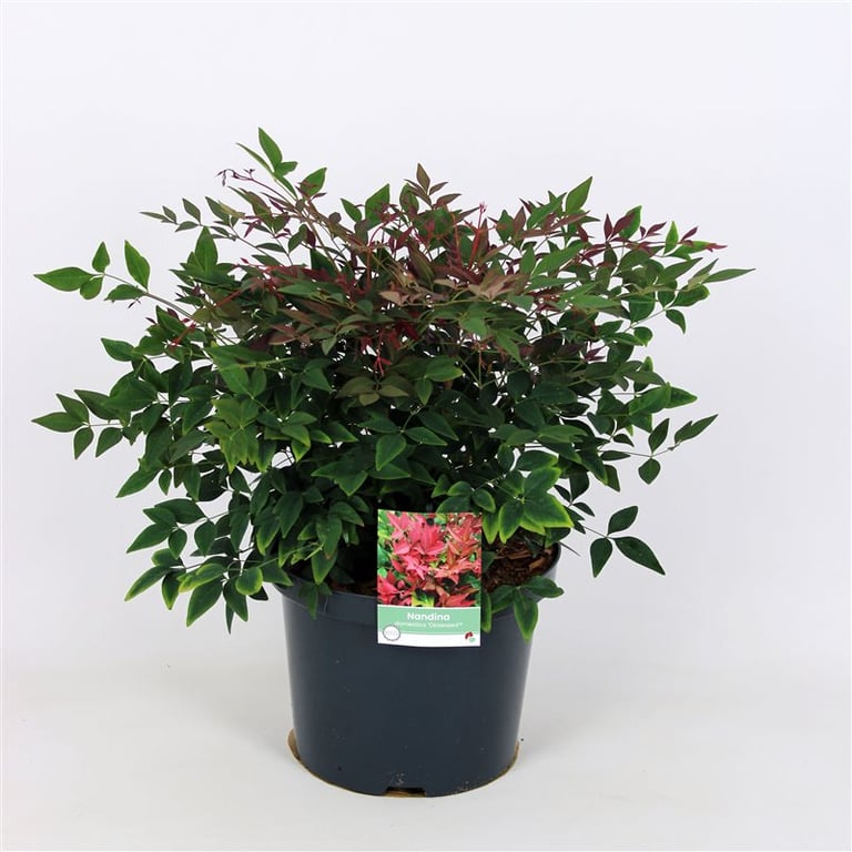 Picture of Nandina dom. Obsessed ('Seika' ®)
