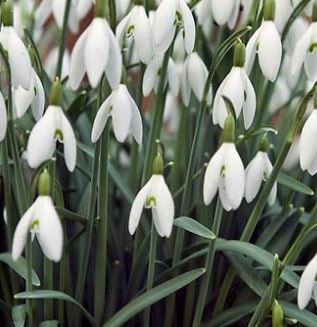 Picture of Galanthus nivalis