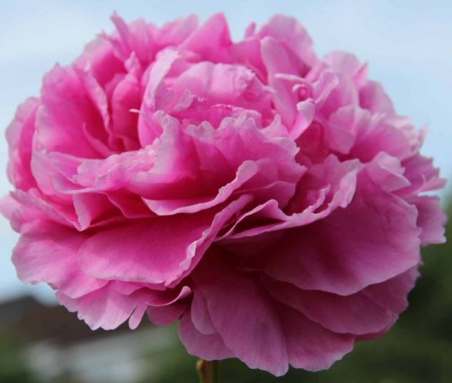 Picture of Paeonia (LD) 'Alexander Fleming'