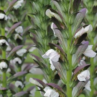 Picture of Acanthus hung. 'White Lips'
