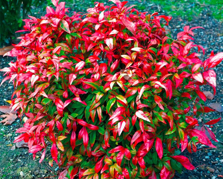 Picture of Nandina dom. 'Firepower'