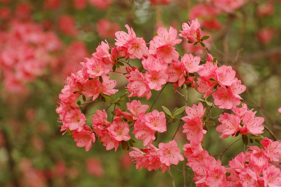 Picture of Rhododendron (AJ) 'Blaauw's Pink'
