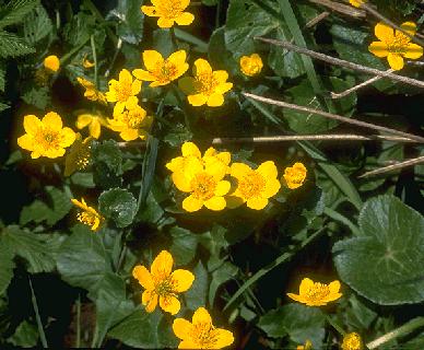 Picture of Caltha palustris