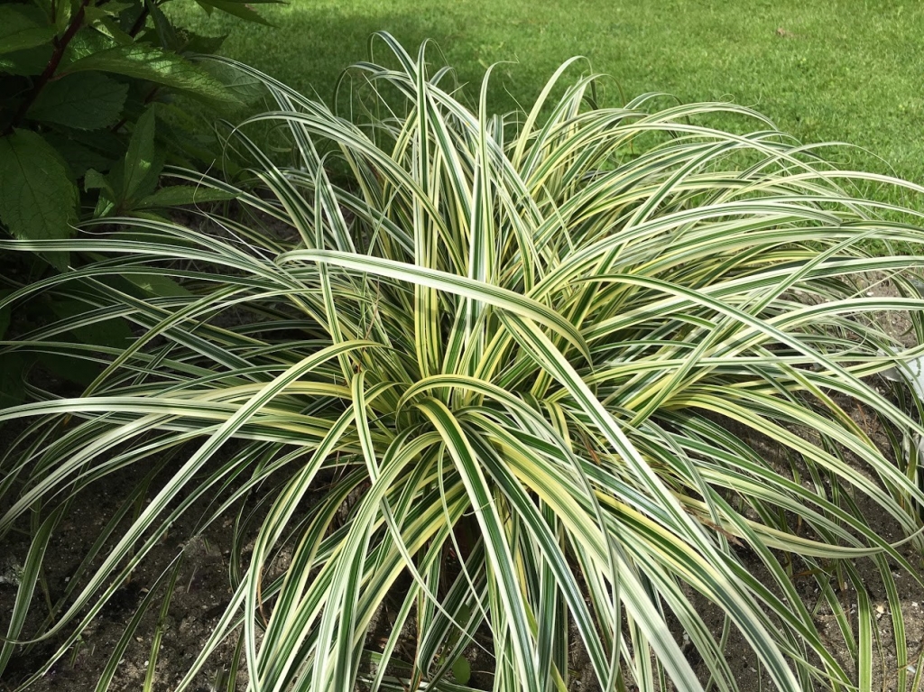 Picture of Carex 'Feather Falls'