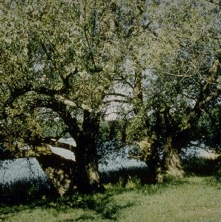 Picture of Salix alba