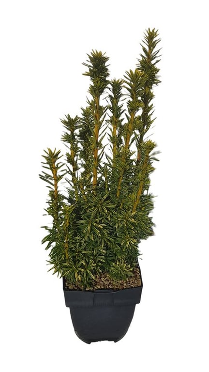 Picture of Taxus b. 'David'