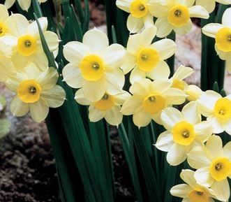 Picture of Narcissus tazetta 'Minnow'