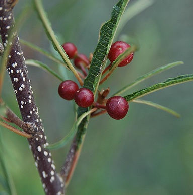 Picture of Rhamnus frangula 'Aspleniifolia'