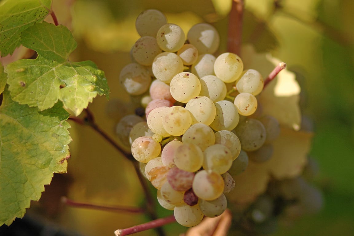 Picture of Vitis 'Riesling'
