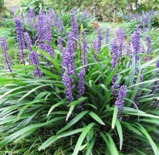 Picture of Liriope musc. 'Big Blue'