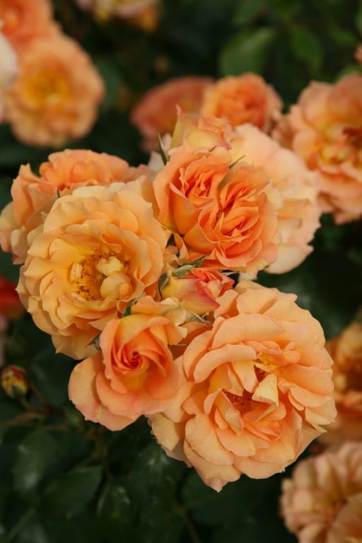 Picture of Rosa (F) Bentheimer Gold