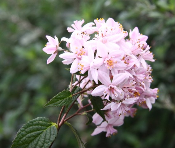 Picture of Deutzia hybrida 'Mont Rose'