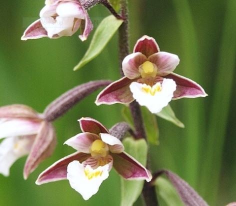 Picture of Epipactis palustris