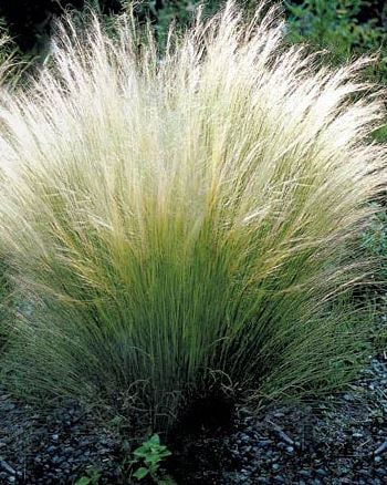 Picture of Stipa tenuissima 'Ponytails'