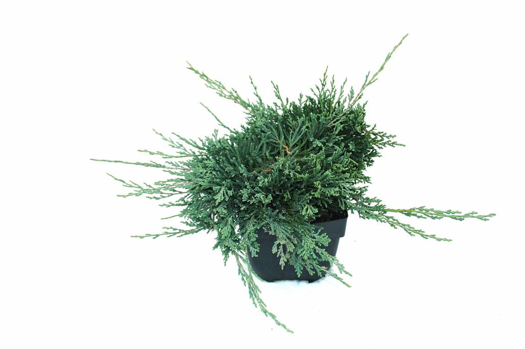 Picture of Juniperus hor. 'Wiltonii'