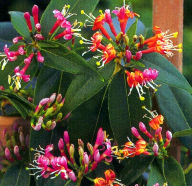 Picture of Lonicera henryi