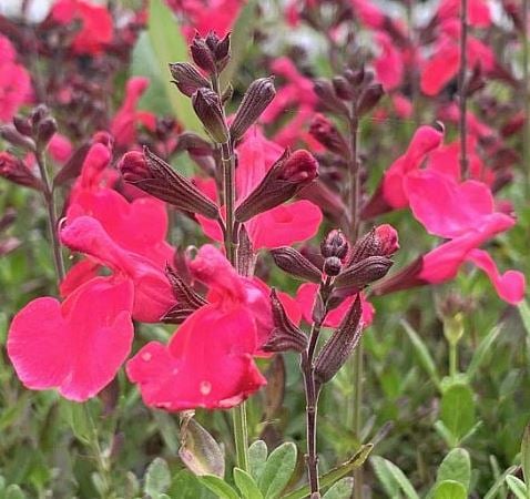 Picture of Salvia gr. Mirage Hot Pink