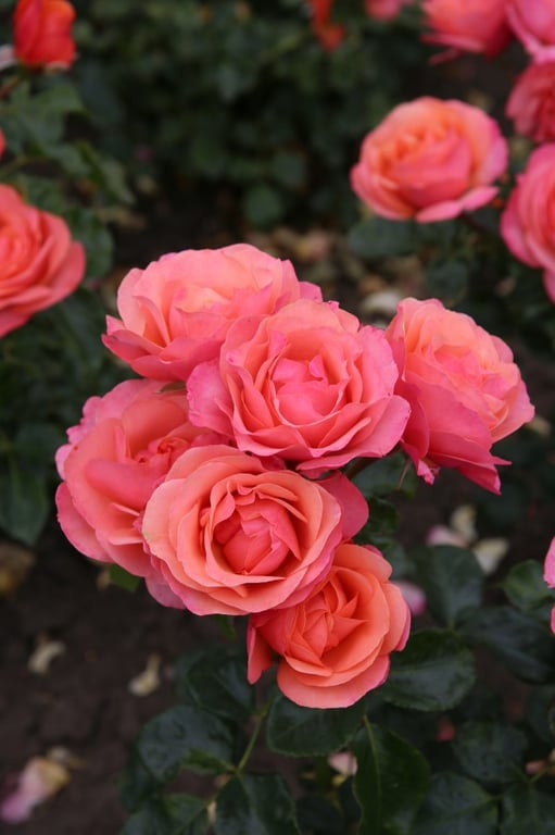 Picture of Rosa (F) Coral Lions-Rose