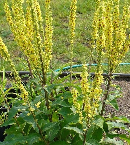 Picture of Verbascum chaixii 'Sixteen Candles'