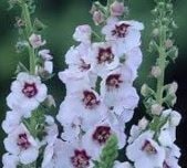 Picture of Verbascum 'Jolly Eyes'