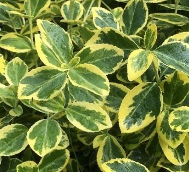 Picture of Euonymus fort. 'Canadale Gold'
