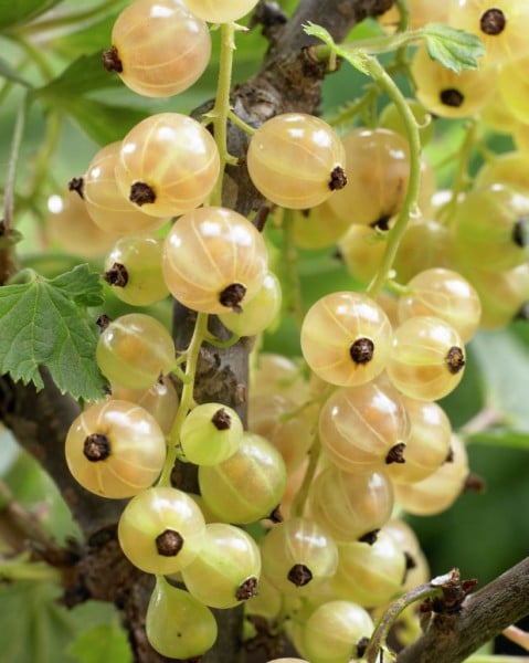 Picture of Ribes r. 'Witte Parel'